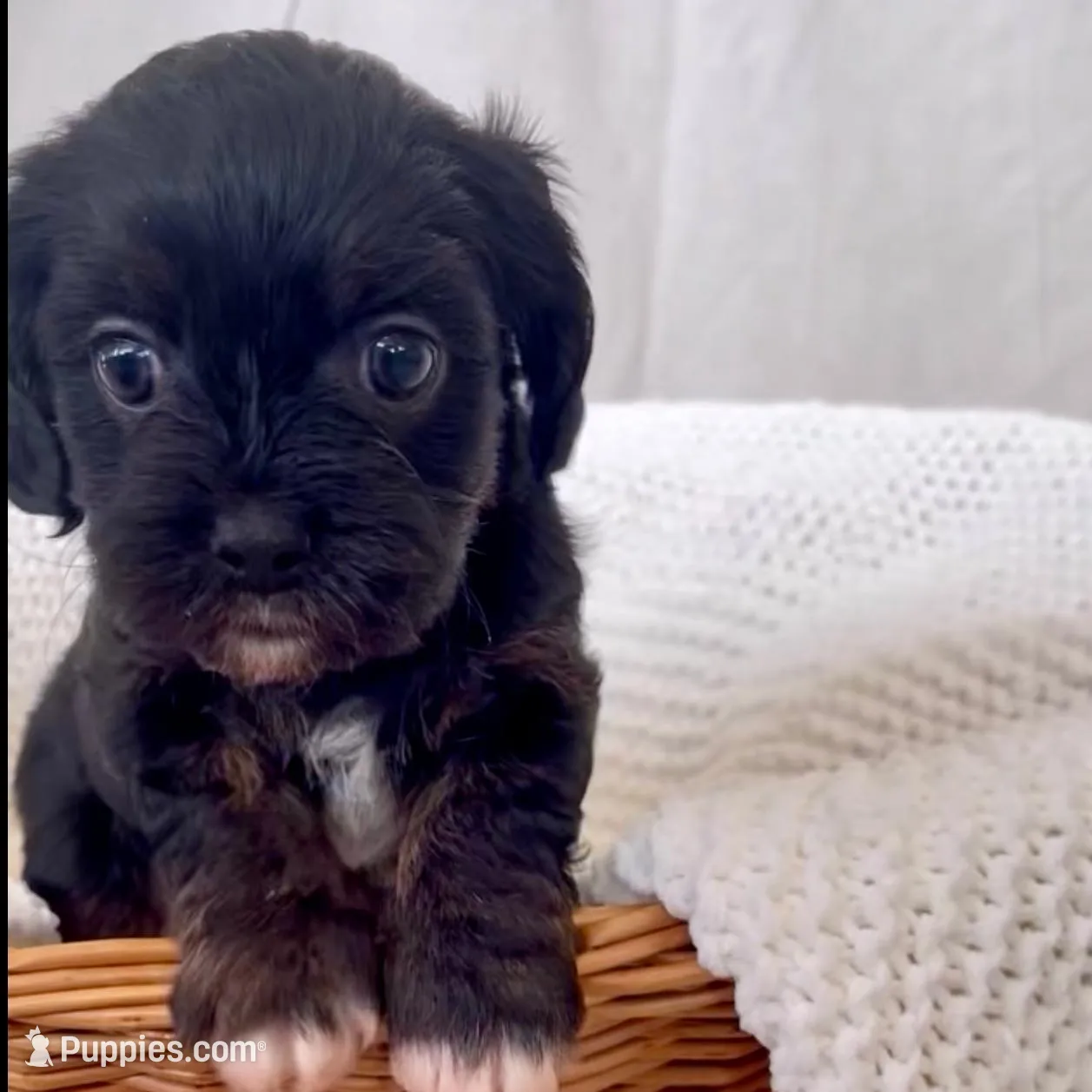 Maisie, a female Yorkipoo for sale in Harrisonburg, VA – Photo 5 of 9