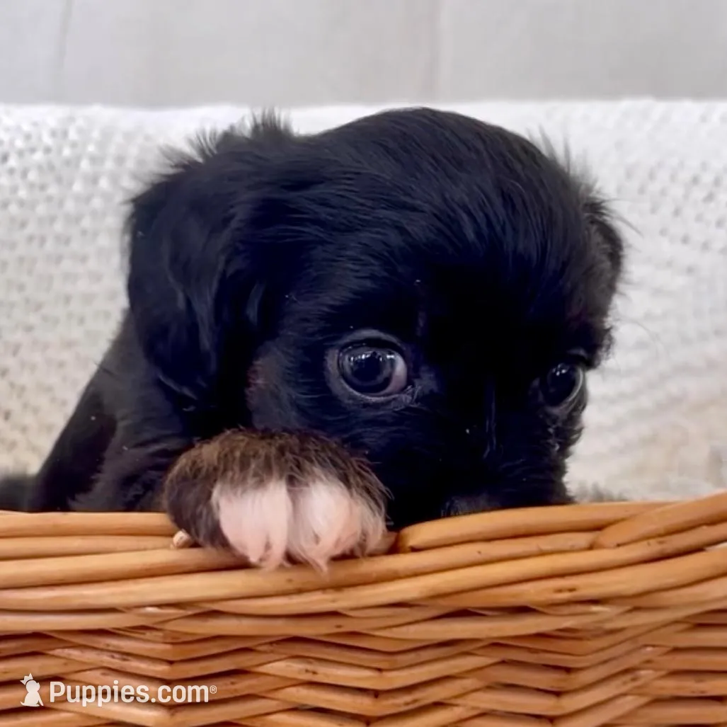 Maisie, a female Yorkipoo for sale in Harrisonburg, VA – Photo 6 of 9