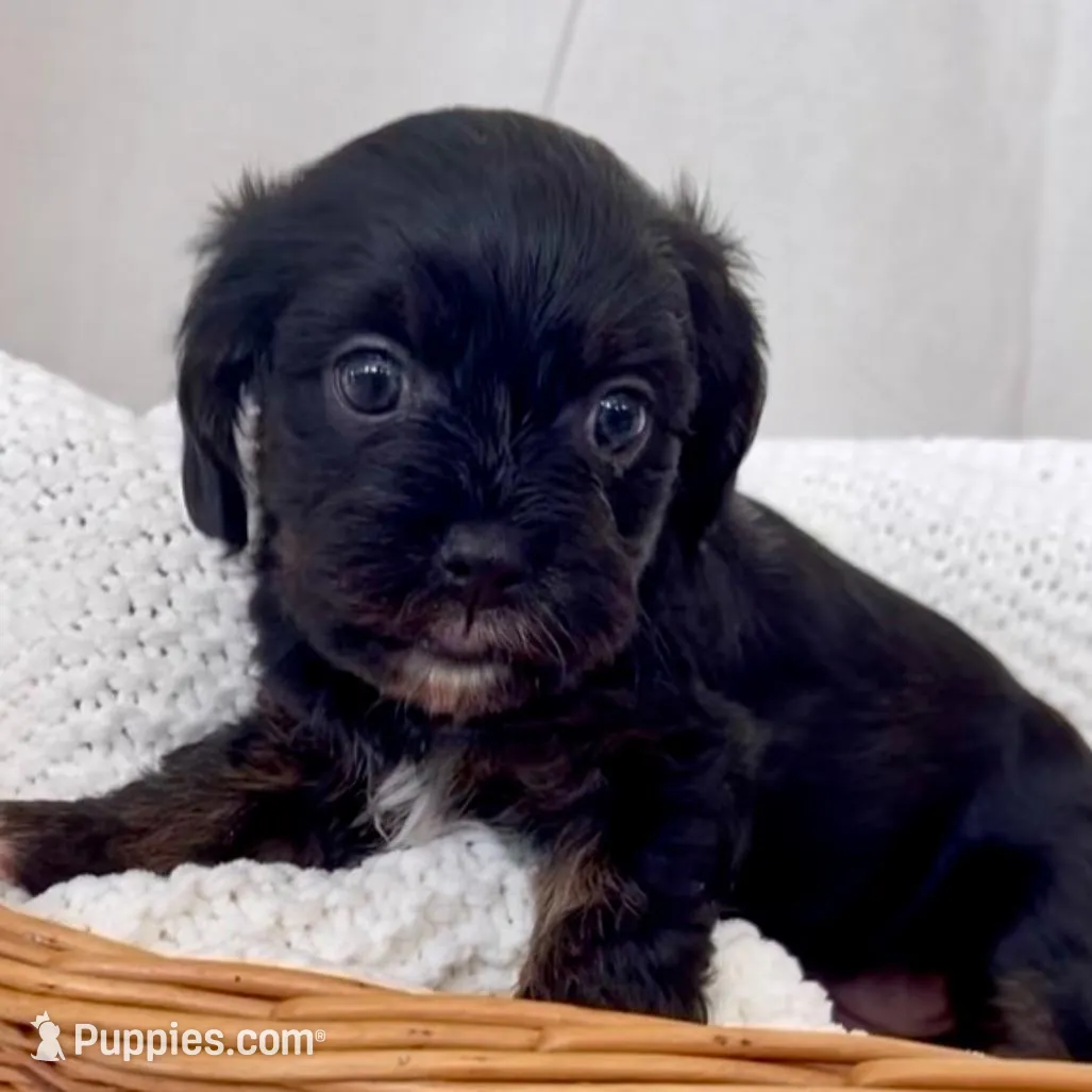 Maisie, a female Yorkipoo for sale in Harrisonburg, VA – Photo 7 of 9