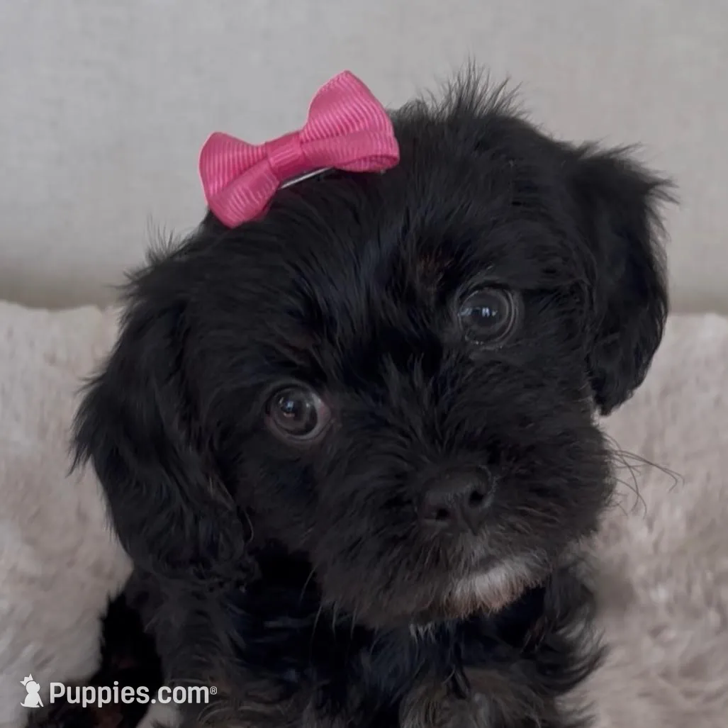 Maisie tiny black teddy bear, a female Yorkipoo for sale in Harrisonburg, VA – Photo 2 of 10