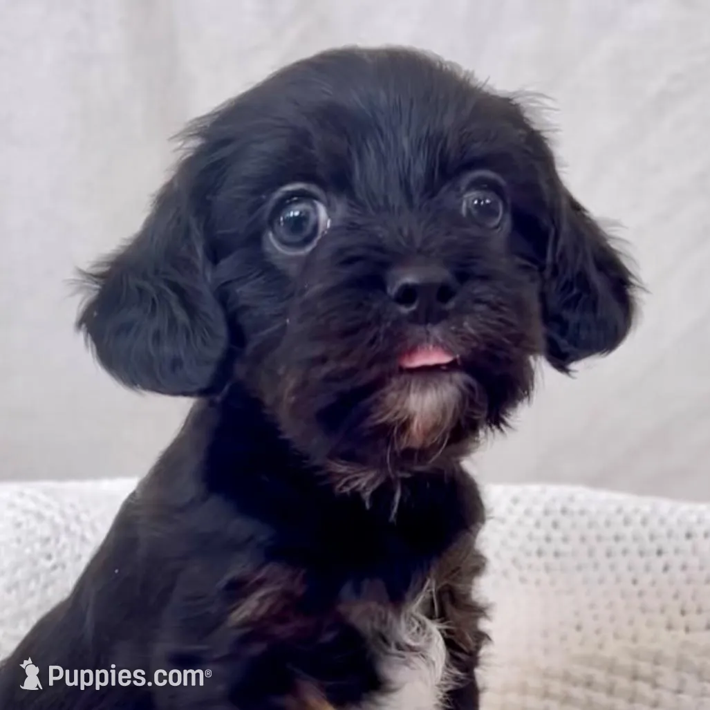 Maisie, a female Yorkipoo for sale in Harrisonburg, VA – Photo 8 of 9