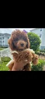 Marley, a female Poodle - Toy  for sale in Virginia Beach, VA – 8 of 8