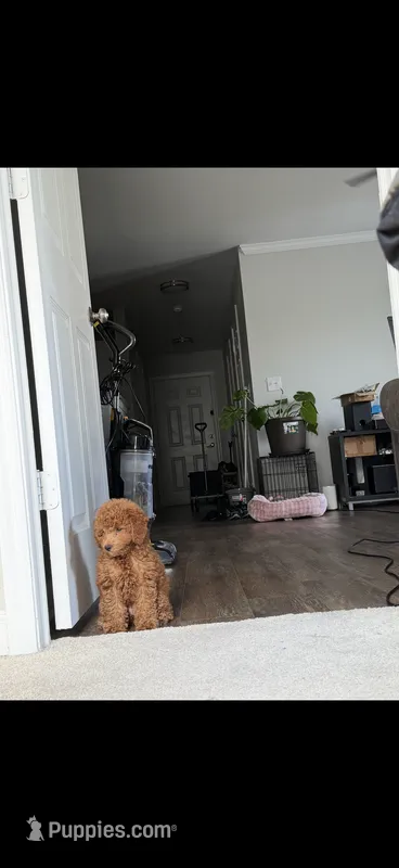 Marley – Poodle - Toy  puppy for sale in Virginia Beach, VA
