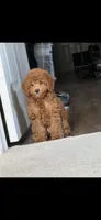 Marley, a female Poodle - Toy  for sale in Virginia Beach, VA – 6 of 8