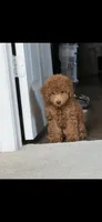 Marley, a female Poodle - Toy  for sale in Virginia Beach, VA – 5 of 8