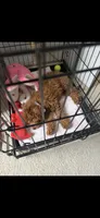 Marley, a female Poodle - Toy  for sale in Virginia Beach, VA – 2 of 8