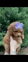 Marley, a female Poodle - Toy  for sale in Virginia Beach, VA – 4 of 8