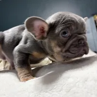 Louie Jr. , a male French Bulldog for sale in Atlanta, GA – Photo 2 of 4