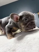 Louie Jr. , a male French Bulldog for sale in Atlanta, GA – Photo 2 of 4