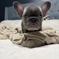 Louie Jr. , a male French Bulldog for sale in Atlanta, GA – Photo 1 of 4