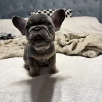 Louie Jr. , a male French Bulldog for sale in Atlanta, GA – Photo 4 of 4