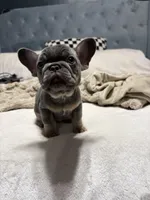 Louie Jr. , a male French Bulldog for sale in Atlanta, GA – Photo 4 of 4