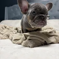 Louie Jr. , a male French Bulldog for sale in Atlanta, GA – Photo 3 of 4