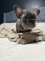 Louie Jr. , a male French Bulldog for sale in Atlanta, GA – Photo 3 of 4