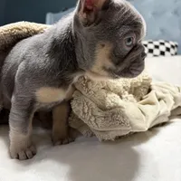 Sweet Pea, a female French Bulldog for sale in Atlanta, GA – Photo 1 of 3