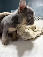 Sweet Pea, a female French Bulldog for sale in Atlanta, GA – Photo 1 of 3