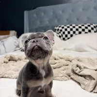 Sweet Pea, a female French Bulldog for sale in Atlanta, GA – Photo 2 of 3