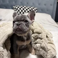 Sweet Pea, a female French Bulldog for sale in Atlanta, GA – Photo 3 of 3