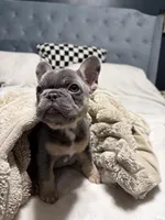 Sweet Pea, a female French Bulldog for sale in Atlanta, GA – Photo 3 of 3