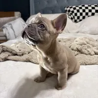 Frankie, a male French Bulldog for sale in Atlanta, GA – Photo 1 of 4