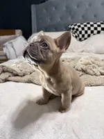 Frankie, a male French Bulldog for sale in Atlanta, GA – Photo 1 of 4