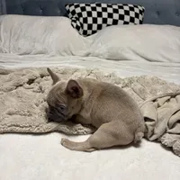 Frankie, a male French Bulldog for sale in Atlanta, GA – Photo 4 of 4