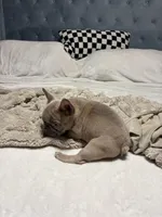 Frankie, a male French Bulldog for sale in Atlanta, GA – Photo 4 of 4