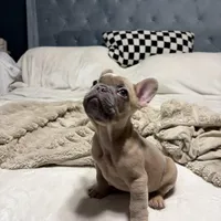 Frankie, a male French Bulldog for sale in Atlanta, GA – Photo 3 of 4