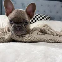 Frankie, a male French Bulldog for sale in Atlanta, GA – Photo 2 of 4