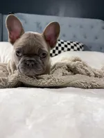 Frankie, a male French Bulldog for sale in Atlanta, GA – Photo 2 of 4