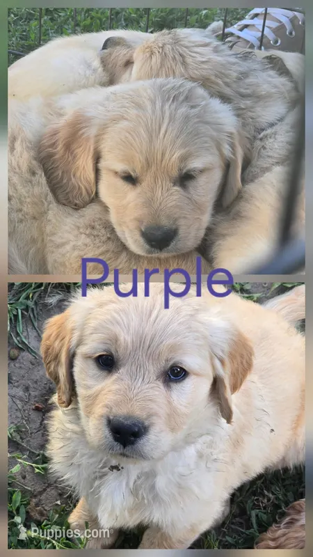 Purple – Golden Retriever puppy for sale in Eagle Point, OR