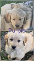 Purple, a female Golden Retriever for sale in Eagle Point, OR – 1 of 1