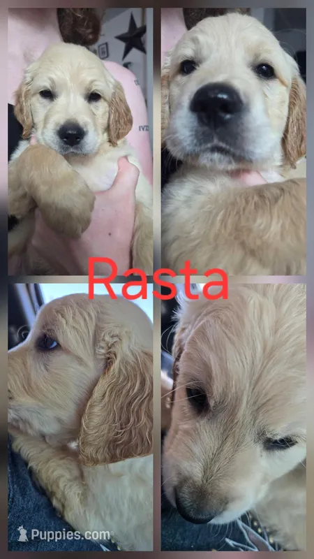 Rasta – Golden Retriever puppy for sale in Eagle Point, OR