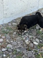 Lil boy, a male Shiba Inu for sale in Del Norte, CO – 4 of 4