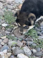 Lil boy, a male Shiba Inu for sale in Del Norte, CO – 3 of 4