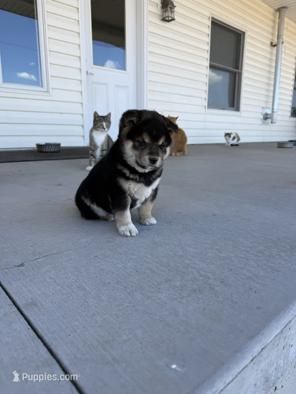Lil girl 3 – Shiba Inu puppy for sale in Del Norte, CO