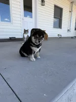 Lil girl 3, a female Shiba Inu for sale in Del Norte, CO – 1 of 2