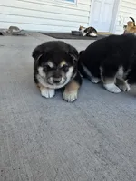 Lil boy, a male Shiba Inu for sale in Del Norte, CO – 2 of 4