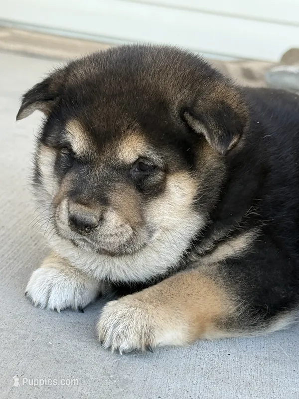 Lil boy – Shiba Inu puppy for sale in Del Norte, CO