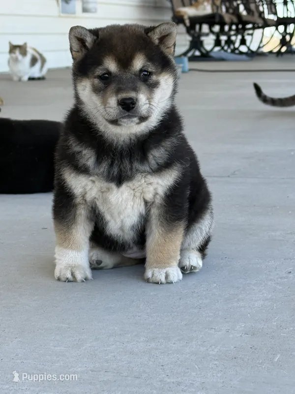 Lil girl 2 – Shiba Inu puppy for sale in Del Norte, CO