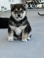 Lil girl 2, a female Shiba Inu for sale in Del Norte, CO – 1 of 2