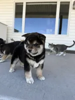 Lil girl 2, a female Shiba Inu for sale in Del Norte, CO – 2 of 2