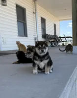 Lil girl 3, a female Shiba Inu for sale in Del Norte, CO – 2 of 2