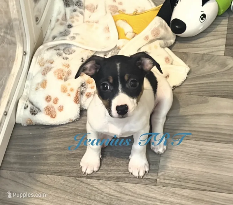 Sky – Rat Terrier, Teddy Roosevelt Terrier puppy for sale in Liberty Hill, TX