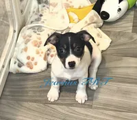 Sky, a female Rat Terrier and Teddy Roosevelt Terrier for sale in Liberty Hill, TX – 5 of 5