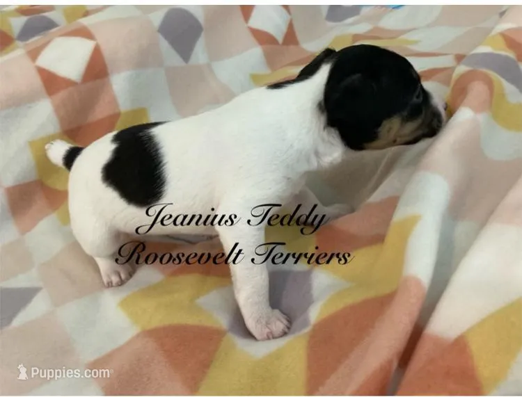 Sky – Rat Terrier, Teddy Roosevelt Terrier puppy for sale in Liberty Hill, TX