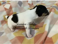 Sky, a female Rat Terrier and Teddy Roosevelt Terrier for sale in Liberty Hill, TX – Photo 2 of 2