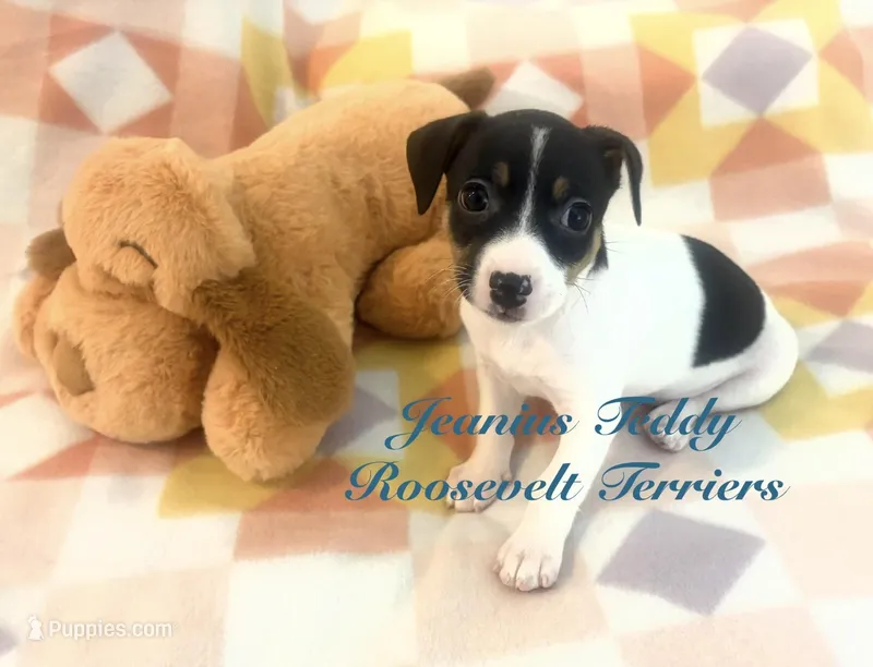 Sky – Rat Terrier, Teddy Roosevelt Terrier puppy for sale in Liberty Hill, TX