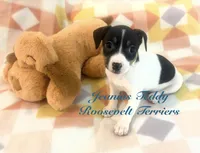 Sky, a female Rat Terrier and Teddy Roosevelt Terrier for sale in Liberty Hill, TX – 2 of 5