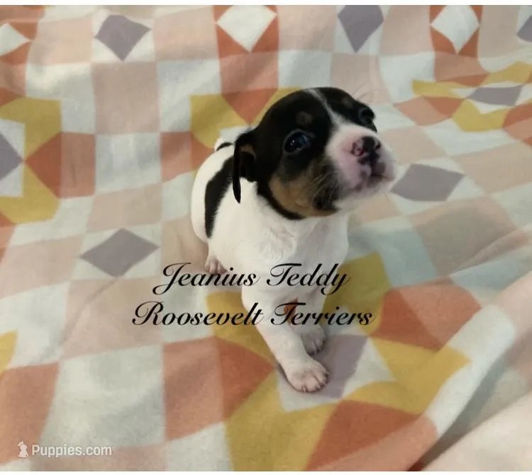Sky – Rat Terrier, Teddy Roosevelt Terrier puppy for sale in Liberty Hill, TX
